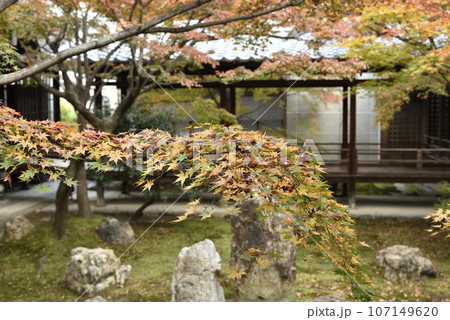 秋の潮音庭 建仁寺 秋の潮音庭 建仁寺 107149620