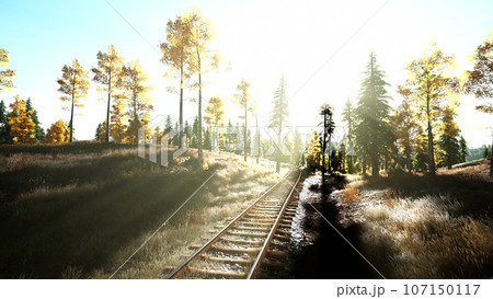 A journeying through a picturesque forest at sunset A journeying through a picturesque forest at sunset 107150117