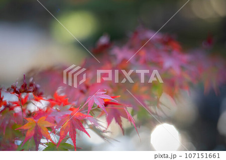 等持院の秋、色づきはじめの紅葉 等持院の秋、色づきはじめの紅葉 107151661