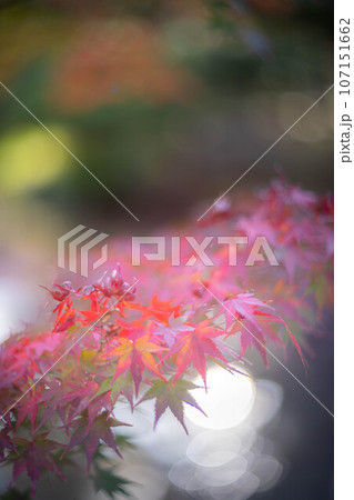 等持院の秋、色づきはじめの紅葉 107151662