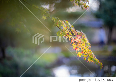 等持院の秋、色づきはじめの紅葉 107151663
