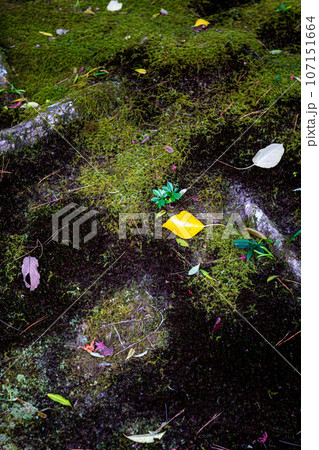 等持院の秋、苔の地面に散る落ち葉 107151664