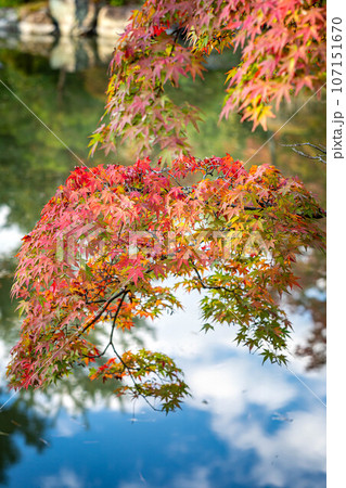 等持院の秋、秋空を映した心字池に色づきはじめの紅葉 107151670