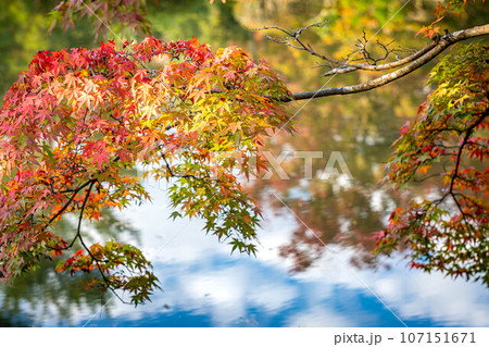 等持院の秋、秋空を映した心字池に色づきはじめの紅葉 等持院の秋、秋空を映した心字池に色づきはじめの紅葉 107151671