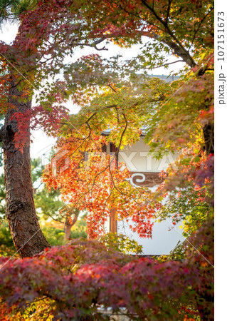 等持院の秋、色づきはじめの紅葉と漆喰の白壁 107151673