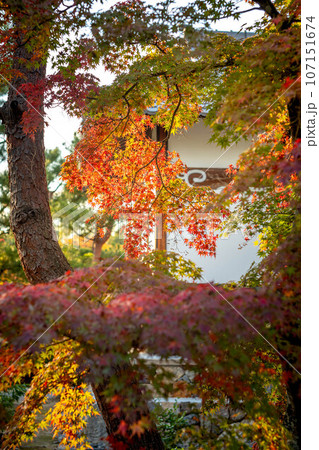 等持院の秋、色づきはじめの紅葉と漆喰の白壁 107151674
