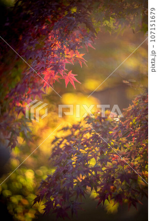 等持院の秋、色づきはじめの紅葉と秋の西陽 107151679