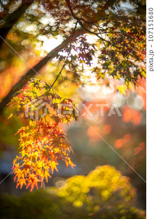 等持院の秋、色づきはじめの紅葉と秋の西陽 107151680