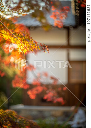 等持院の秋、色づきはじめの紅葉と漆喰の白壁 107151681