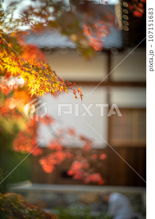 等持院の秋、色づきはじめの紅葉と漆喰の白壁 107151683