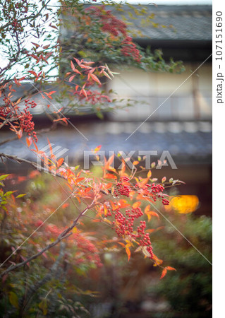 等持院の秋、色づきはじめの紅葉、赤い南天の実 107151690