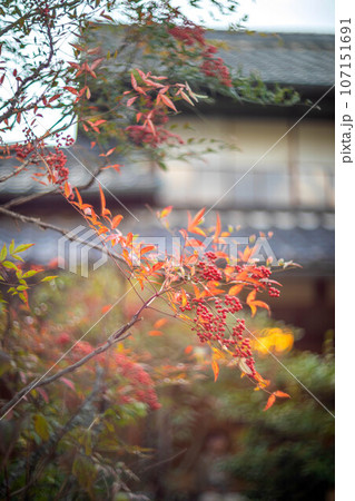 等持院の秋、色づきはじめの紅葉、赤い南天の実 107151691