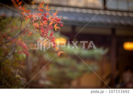 等持院の秋、色づきはじめの紅葉、赤い南天の実 107151692
