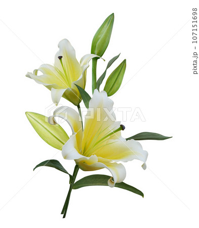 Yellow Lily flower bouquet isolated on white background 107151698