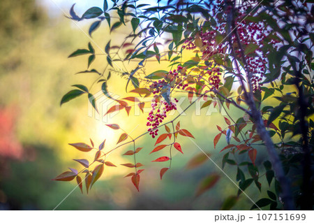 等持院の秋、色づきはじめの紅葉と赤い南天の実、明るく柔らかな西陽 107151699
