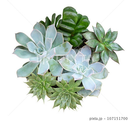 Succulents plants arrangement isolated on white background 107151700