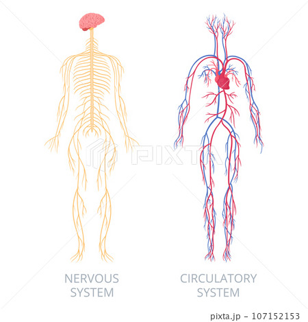 Nervous and circulatory systems. Human body anatomy, nervous and cardiovascular systems. Anatomical educational scheme flat vector infographic illustration Nervous and circulatory systems. Human body anatomy, nervous and cardiovascular systems. Anatomical educational scheme flat vector infographic illustration 107152153