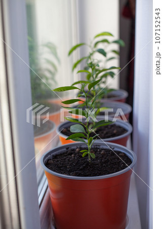 Small tangerine trees in a pot on the windowsill. Cultivation of a decorative citrus tree. Small tangerine trees in a pot on the windowsill. Cultivation of a decorative citrus tree. 107152543