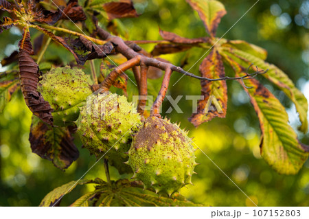 Chestnuts on a horse chestnut tree close-up. Black spots on dry leaves. 107152803