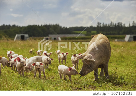 Eco pig farm in the field in Denmark Eco pig farm in the field in Denmark 107152833