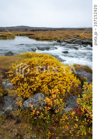 Grafarlandsfoss falls amidst autumn vegetation and black lava fields, Iceland. 107152920