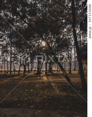 Dappled Sunlight in the Landscapes of Morabadi, Ranchi, Jharkand. 107153096