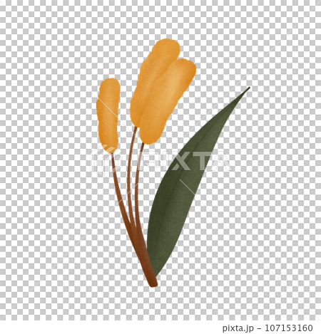 draw a cartoon of grass flower, no background 107153160