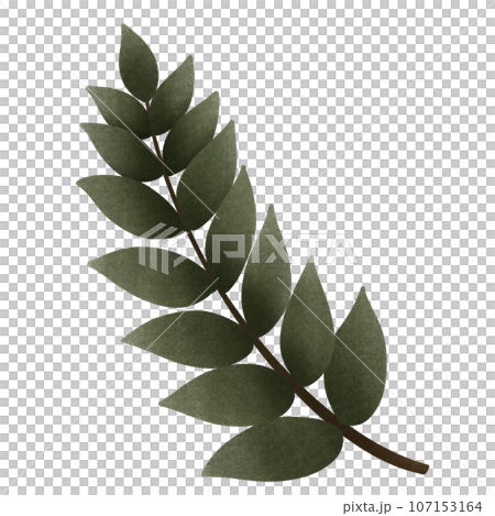 cartoon of green olive branch, no background, Autumn 107153164