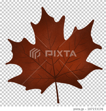 Red dry maple leaf in Autumn, no background Red dry maple leaf in Autumn, no background 107153176