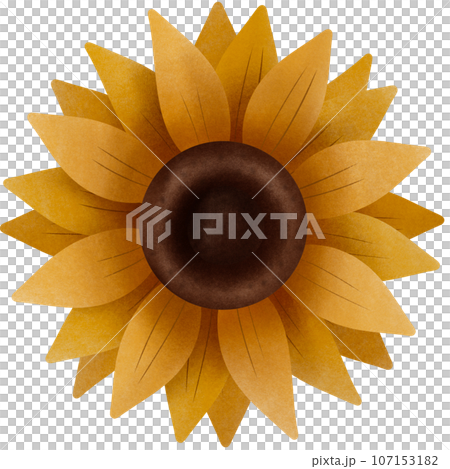 cute cartoon of sunflower, no background, for Thanksgiving cute cartoon of sunflower, no background, for Thanksgiving 107153182