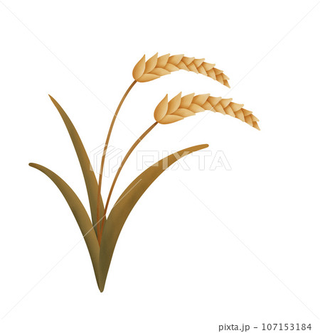 draw cartoon of Wheatgrass no background draw cartoon of Wheatgrass no background 107153184