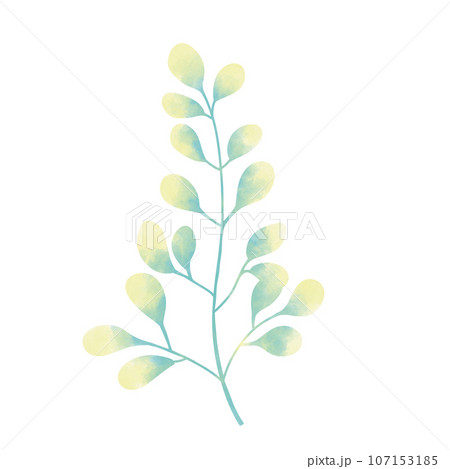 green-yellow water plant in the sea and ocean, no background 107153185