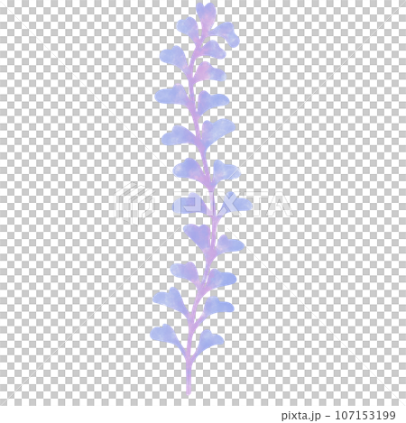 blue-purple water plant in the sea and ocean, no background 107153199