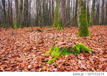 forest nature background. scenic fall season. foliage in autumn colors. green moss on the stump and trunks forest nature background. scenic fall season. foliage in autumn colors. green moss on the stump and trunks 107153214