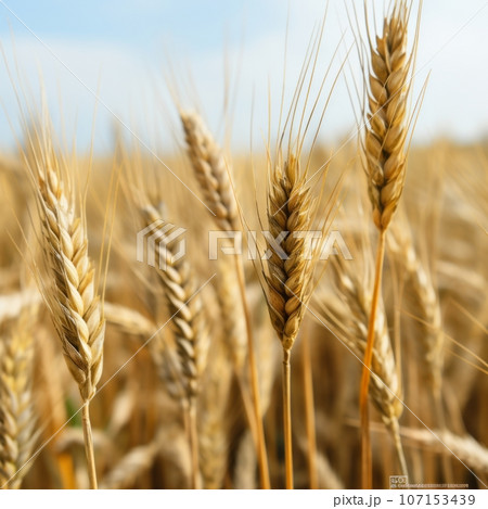 Two ears of wheat standing tall in a field, with the rest of the surroundings softly blurred 107153439