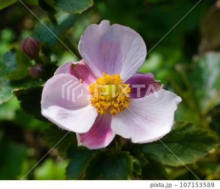 シュウメイギクの花 シュウメイギクの花 107153589
