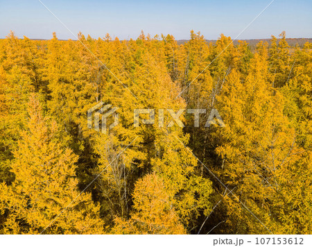 Golden Autumn in Wisconsin 107153612