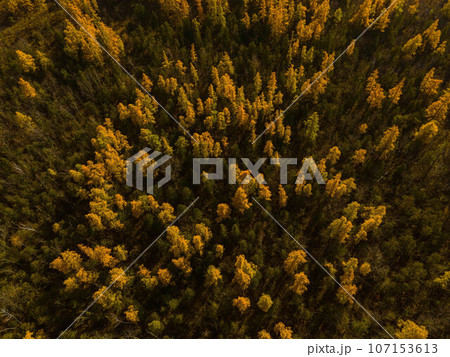 Golden Autumn in Wisconsin 107153613