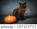 Burma cat and pumpkin on Halloween against gray background 107153711