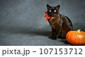 Burma cat and pumpkin on gray studio background for Halloween 107153712