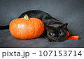 Burma cat and pumpkin on Halloween holiday, portrait 107153714