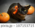 Burmese cat in orange ribbon and pumpkins on Halloween, portrait 107153715