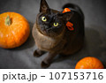 Burma cat and pumpkins on Halloween party 107153716