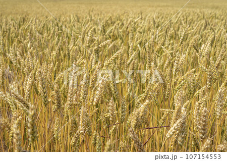 ears of wheat swing in the wind 107154553