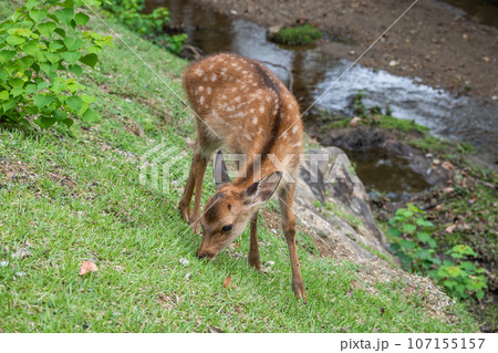 水辺で草を食べる鹿 奈良公園 水辺で草を食べる鹿 奈良公園 107155157