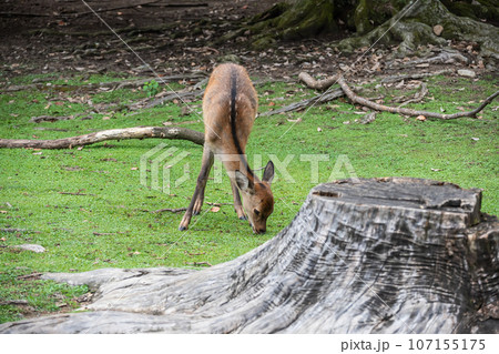 草を食べる奈良公園の鹿 草を食べる奈良公園の鹿 107155175