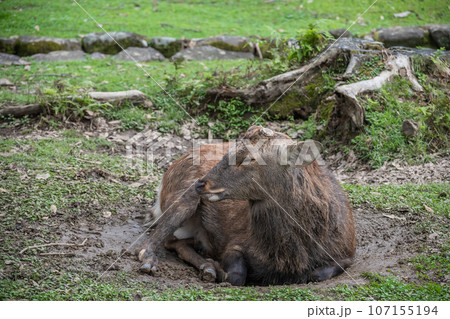 ヌタ場に座り込む牡鹿　奈良公園 107155194