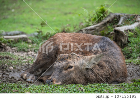 ヌタ場に座り込む牡鹿 奈良公園 ヌタ場に座り込む牡鹿 奈良公園 107155195