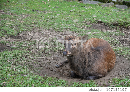 ヌタ場に座り込む牡鹿 奈良公園 ヌタ場に座り込む牡鹿 奈良公園 107155197