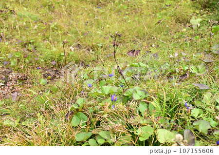八幡平の植物 リンドウ 八幡平の植物 リンドウ 107155606